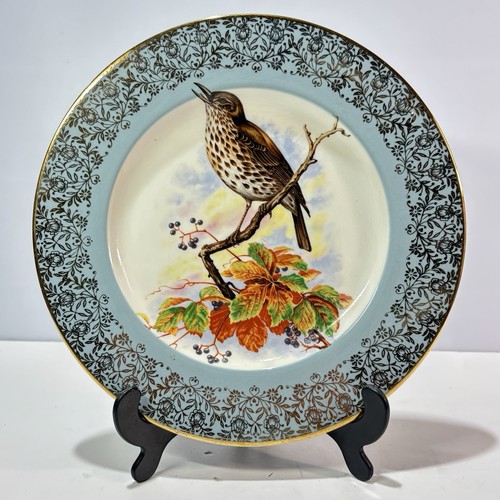 Display plate thrush garden - display,